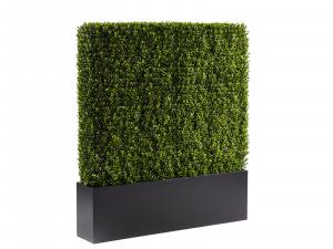 Boxwood Hedge, 4'